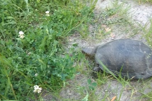 На Княжичах на улице найдена большая черепаха