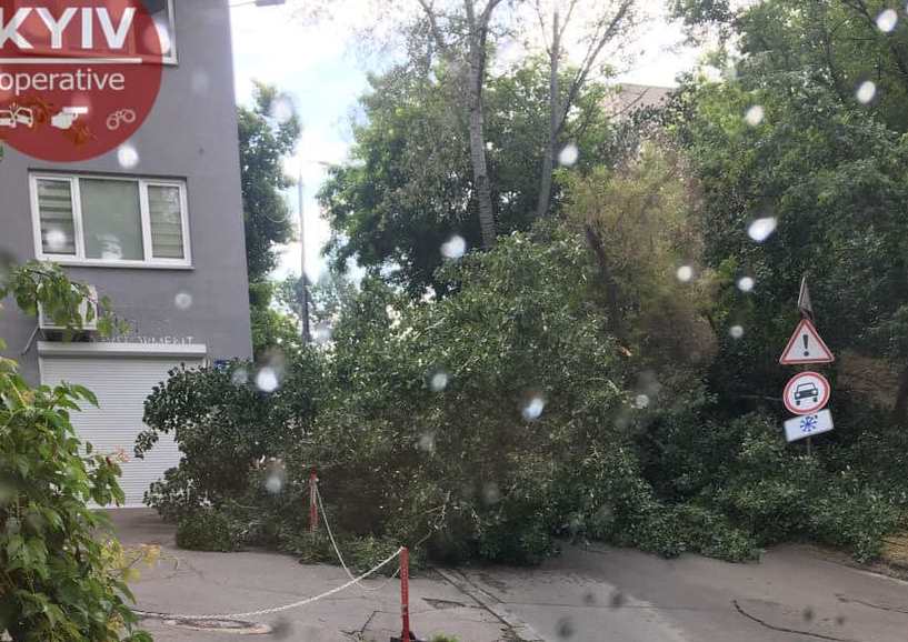 В Киеве упавшее дерево перегородило дорогу