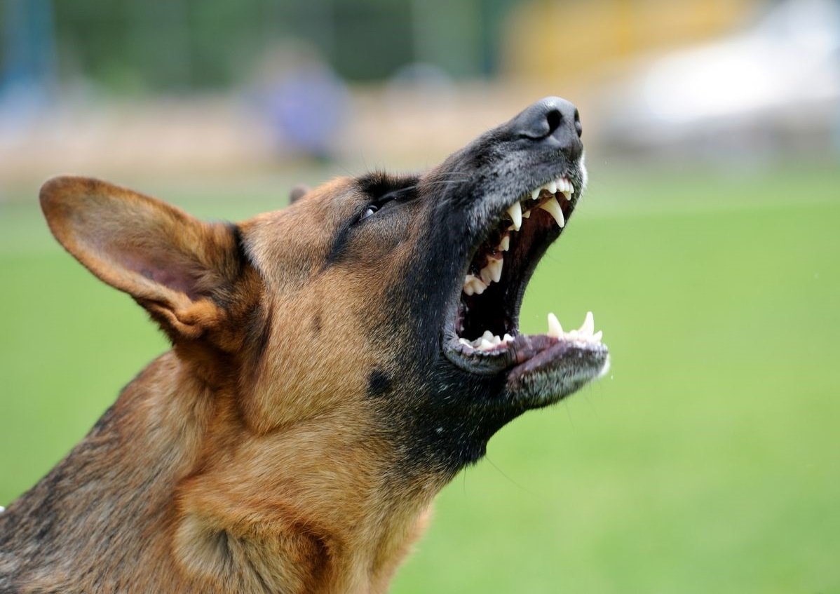 В Борисполе на людей нападают бродячие собаки