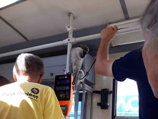 В киевском трамвае заметили необычного пассажира (фото)