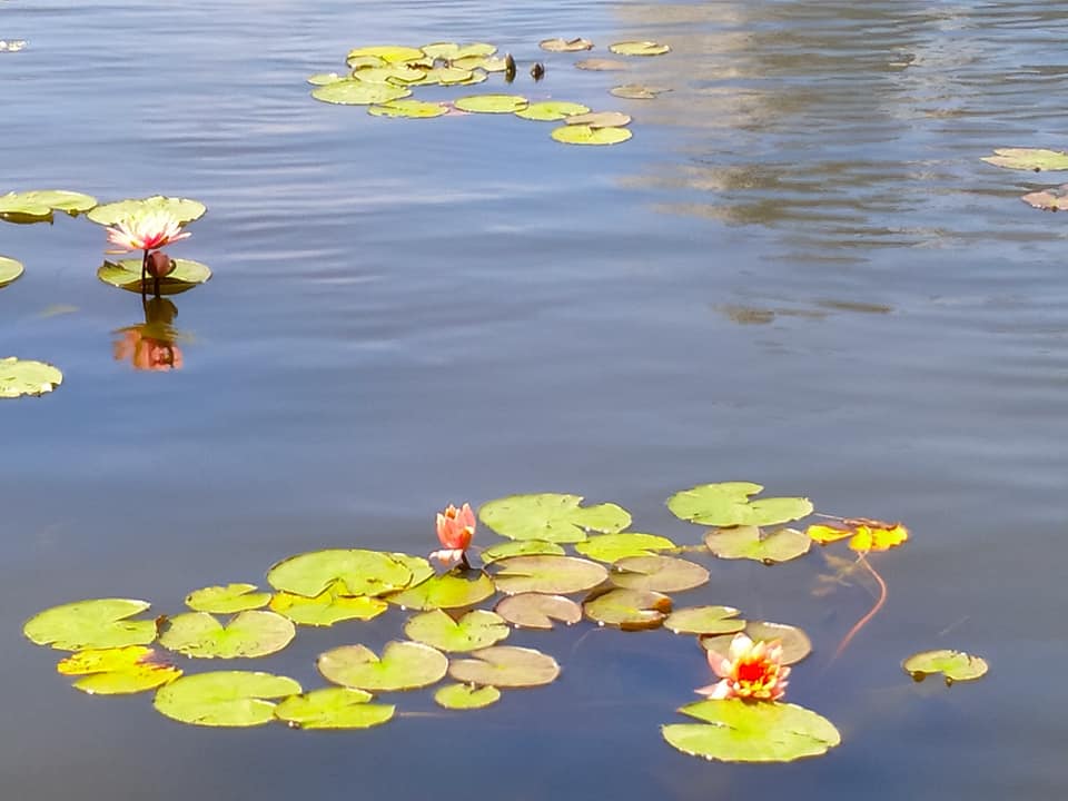 В озеро на Березняках высадили лилии