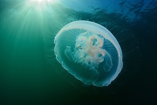 В Днепре появились медузы