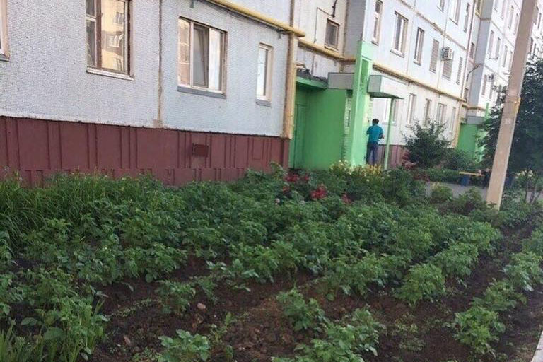 Киевлянин выращивает картофель под окнами высотки