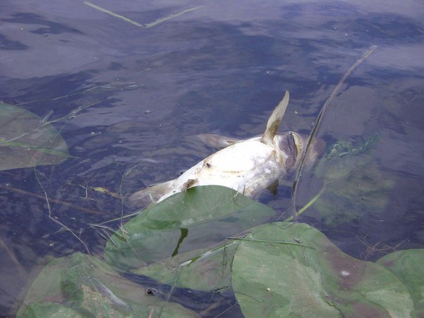 В Киевском озере экологическая катастрофа