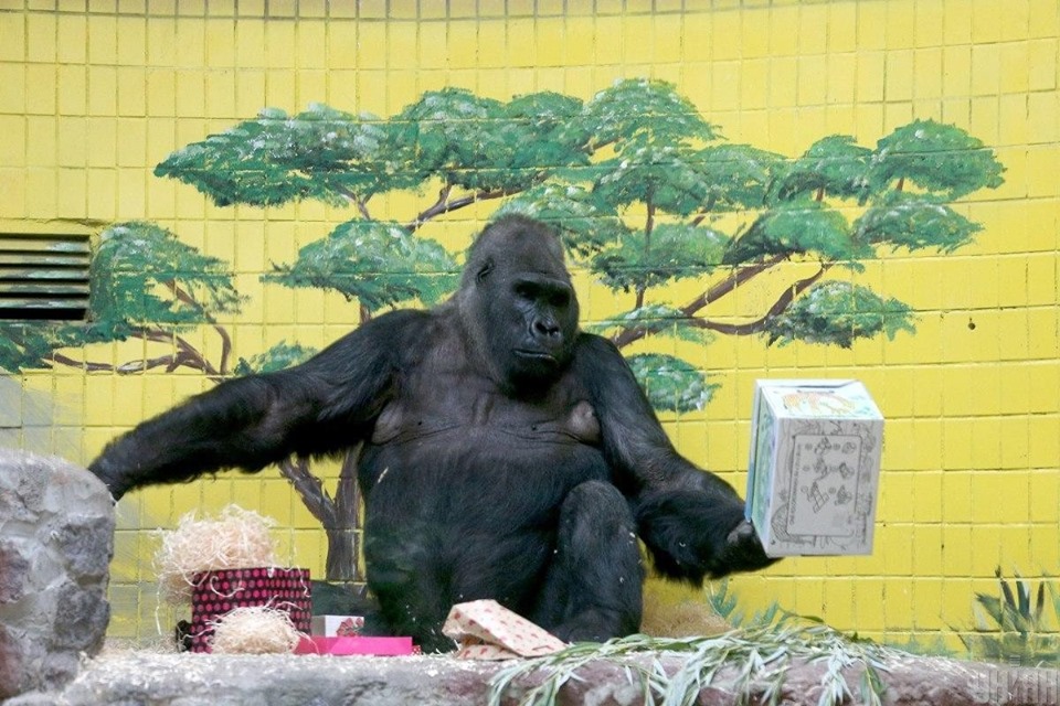 В Киевзоо отпраздновали юбилей гориллы