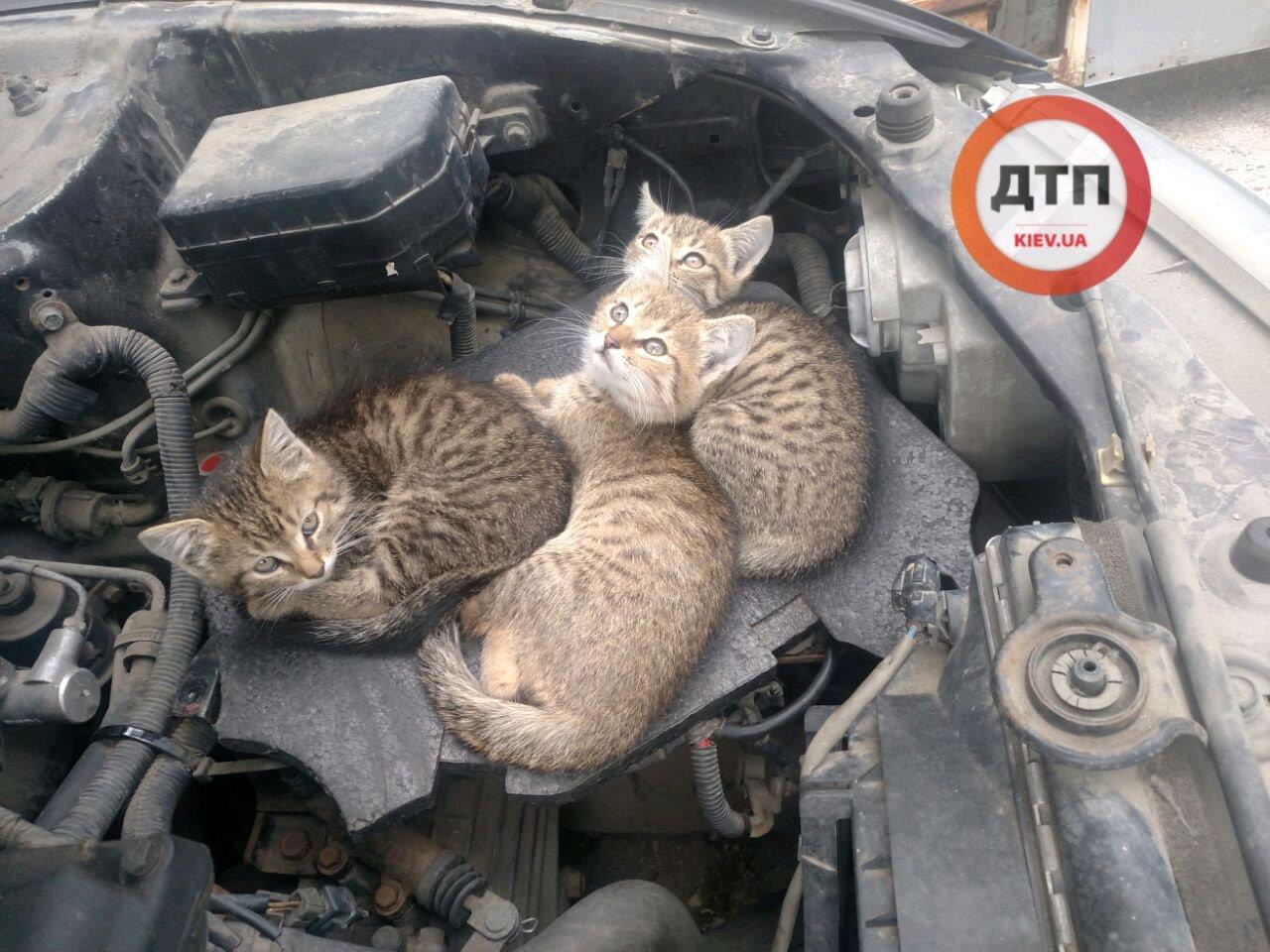 На СТО под Киевом подбросили котят