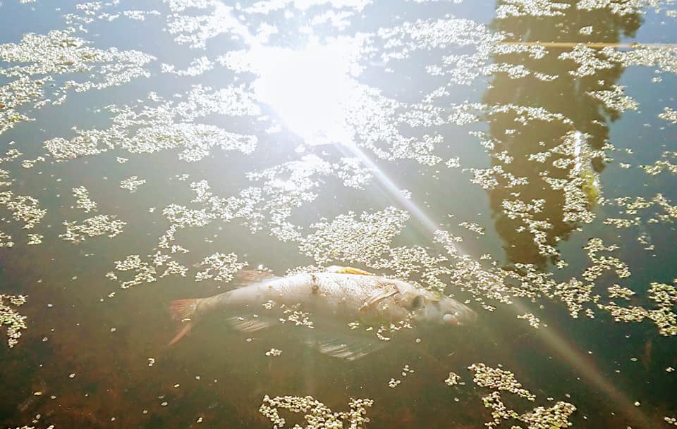 В Ирпене массово гибнет рыба (фото)