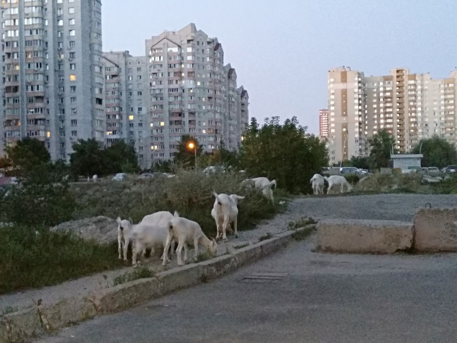 По Киеву бродят козы