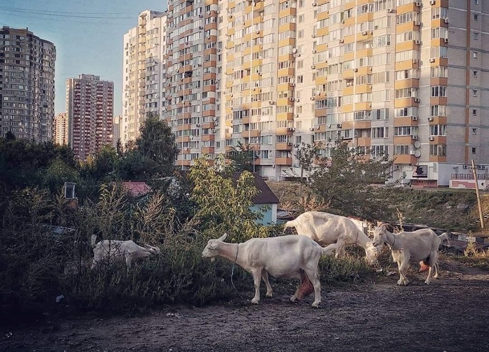 По улицам Киева ходят козы (фото)