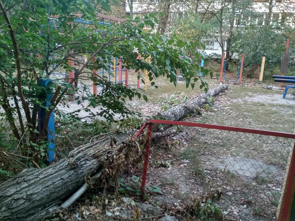 На Русановке посреди двора рухнуло дерево (фото)