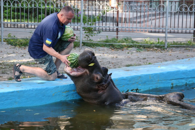 В зоопарке животным скормят тонну арбузов