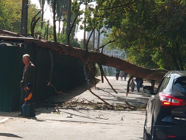 На Новобеличах упавшее дерево перегородило улицу