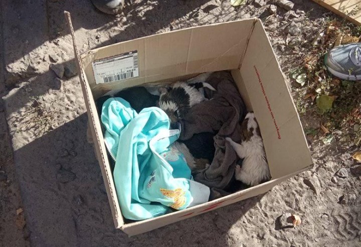 В Ирпене на мусорку выбросили пакет со щенками