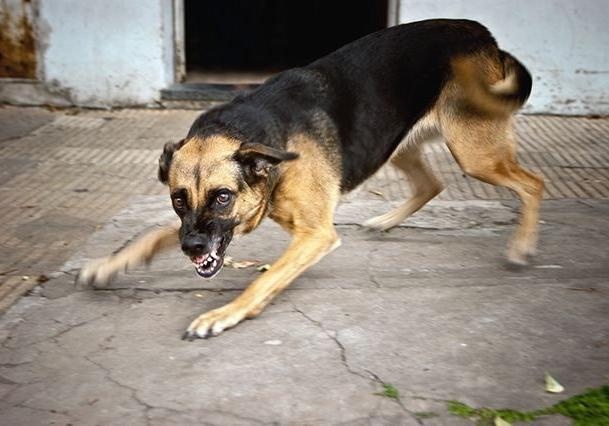 В Броварах врач заставил женщину следить за бродячими собаками