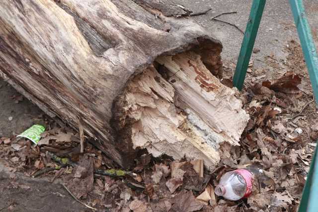 В Киеве на дорогу рухнуло дерево (видео)