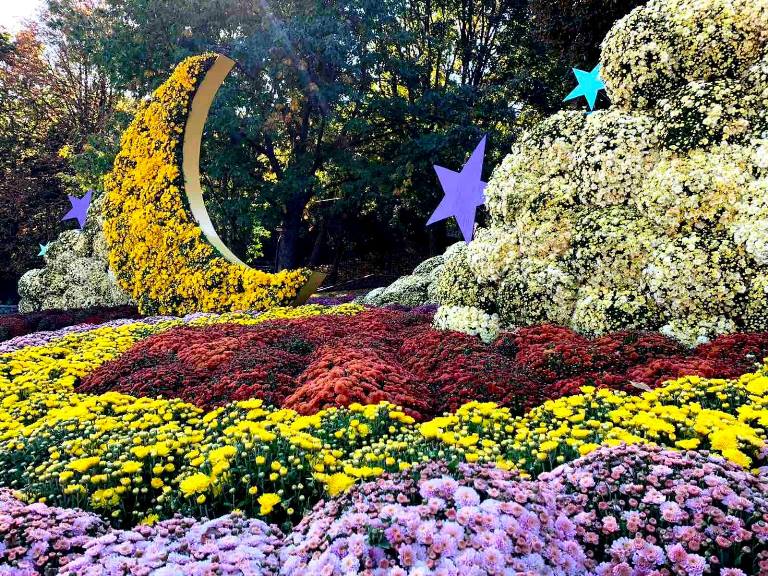 На Певческом поле откроется фестиваль хризантем