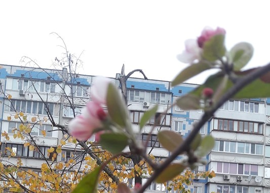 В Киеве зацвели яблони