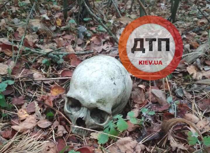 В лесу Киева нашли череп человека