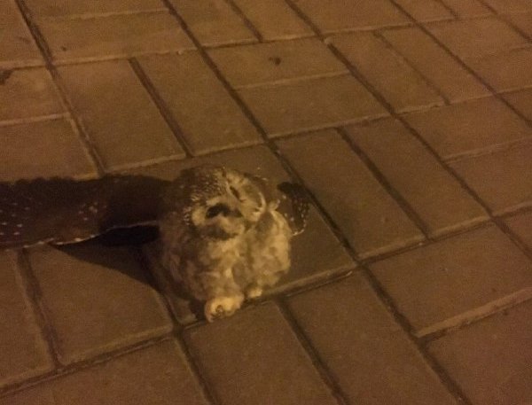 В центре Киева посреди улицы нашли сову