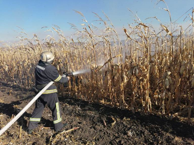Под Киевом сгорело поле кукурузы