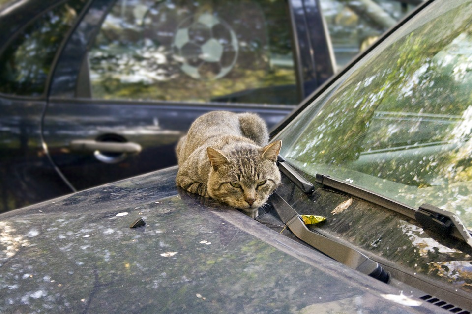 Из моторного отсека машины спасли котенка