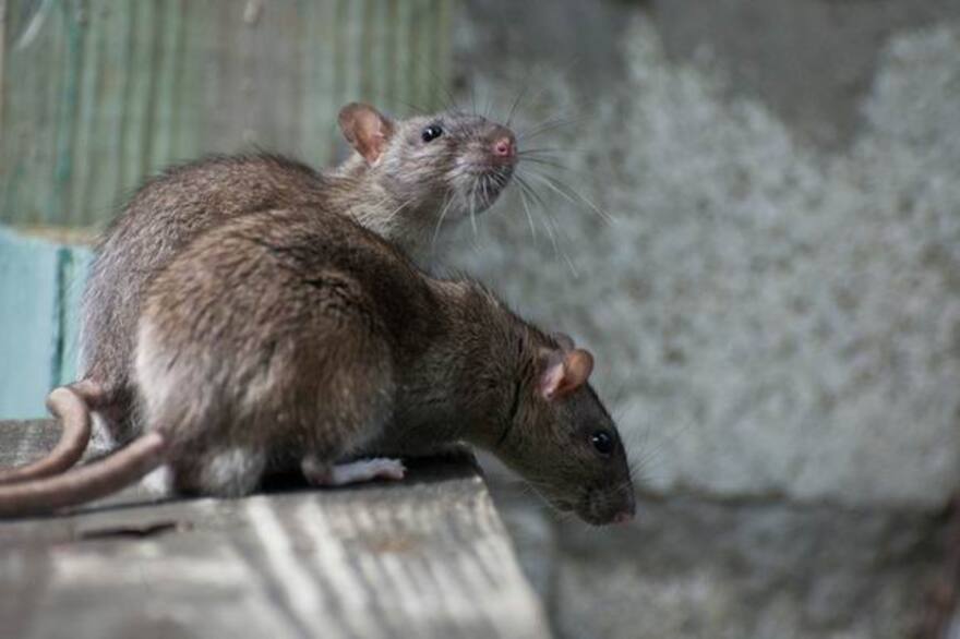 В Киеве по супермаркету бегают крысы