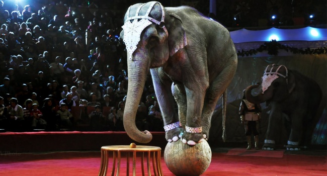 Цирки останутся без животных