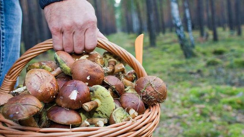 В лесу под Киевом заблудился грибник