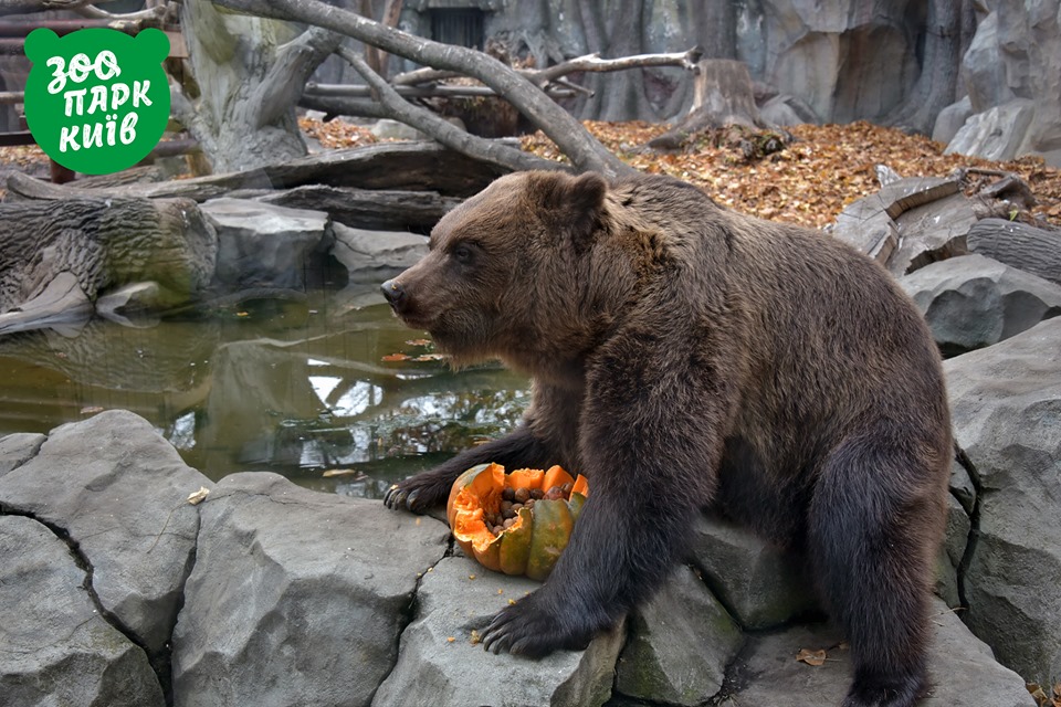 Киевские медведи готовятся к зиме