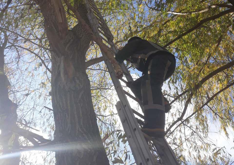 Спасателям пришлось лезть на дерево из-за кота