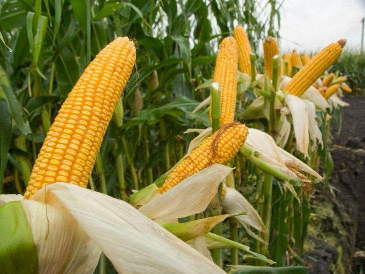 Под Киевом мешками выносили с поля кукурузу