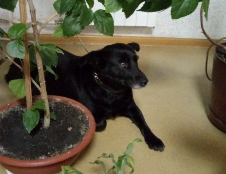 В поликлинике на Новобеличах бросили собаку