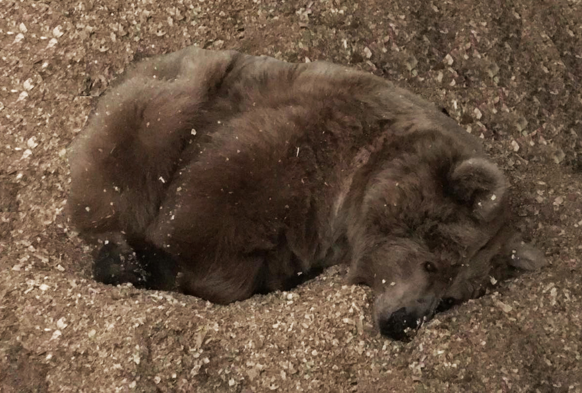 Зима близко. В зоопарке медведи впадают в спячку