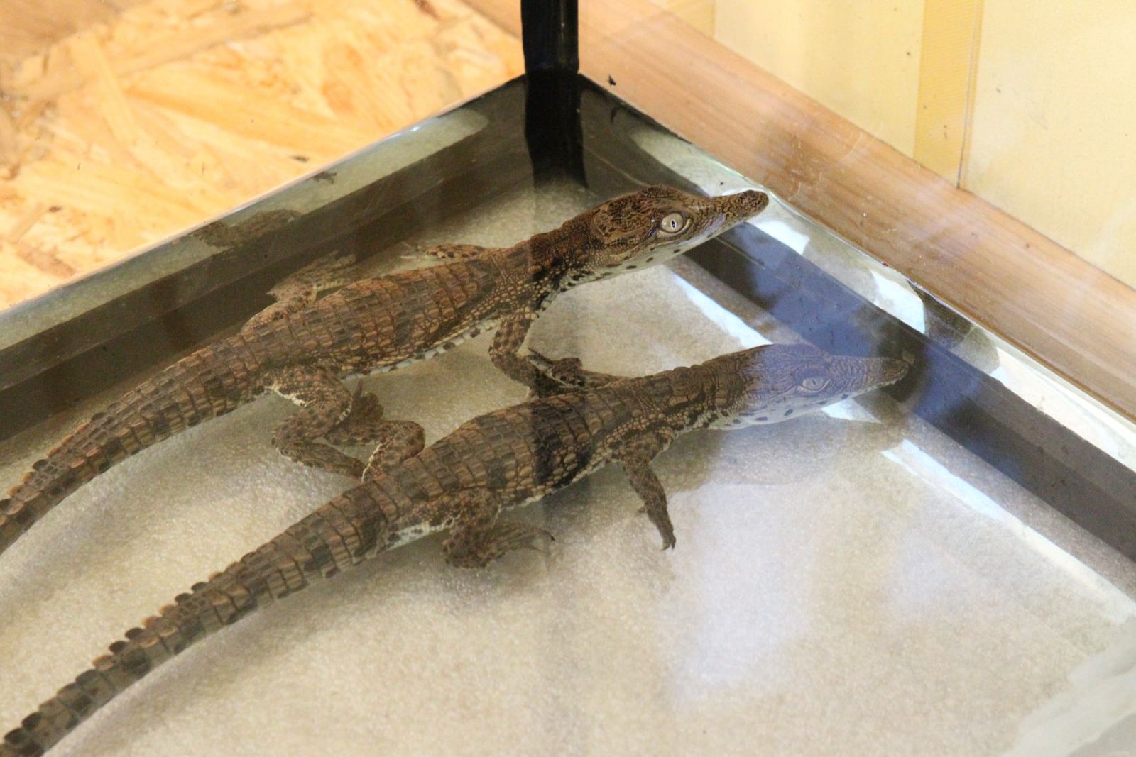 В зоопарке под Киевом поселились крокодилы