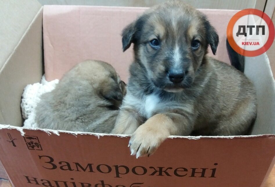 Киевским ветеринарам подбросили щенков