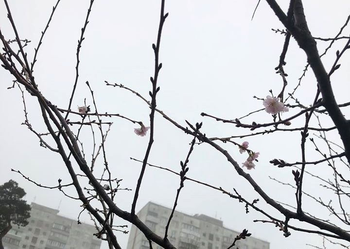 В Киеве цветут сакуры
