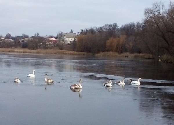 На озере Киевщины в лед вмерзли лебеди