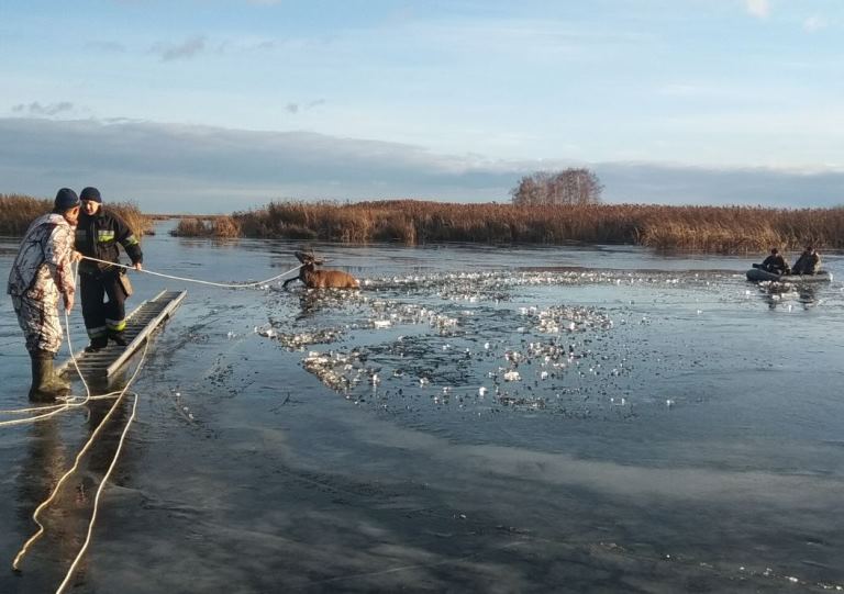 Из замерзшей реки под Киевом спасли оленя