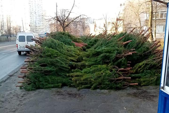 В Киеве – елочный беспредел