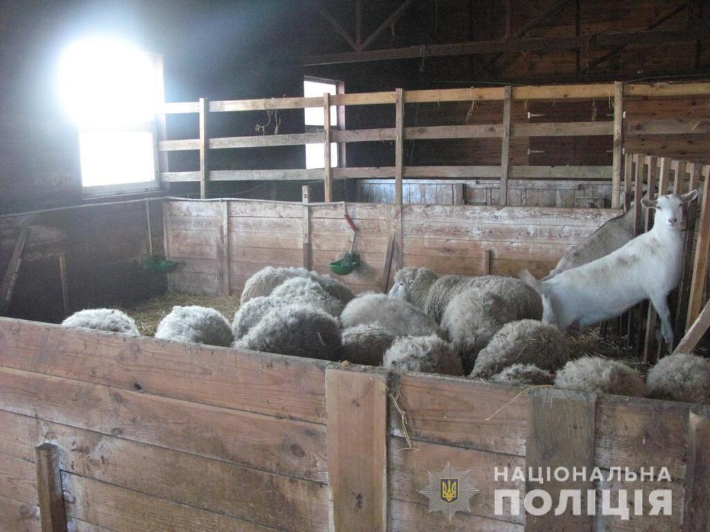 Под Киевом животных морили голодом