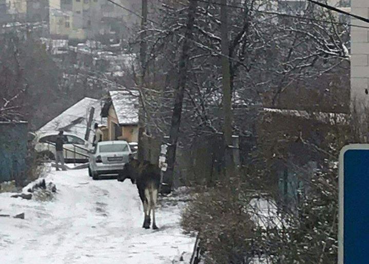 По Киеву гуляет лось
