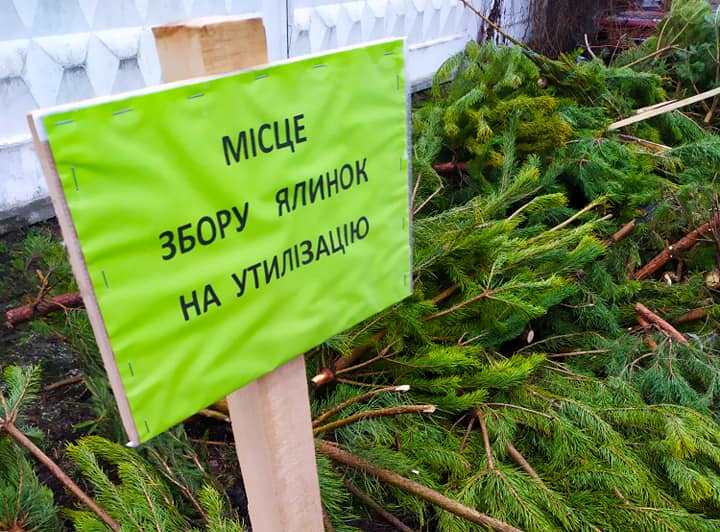 Киевлян призывают сдавать новогодние елки на переработку