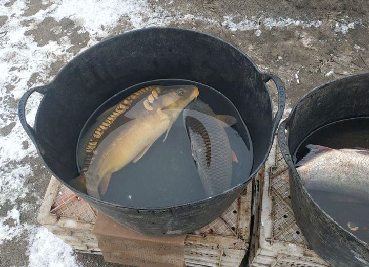 На рынке Киевщины изъяли рыбу