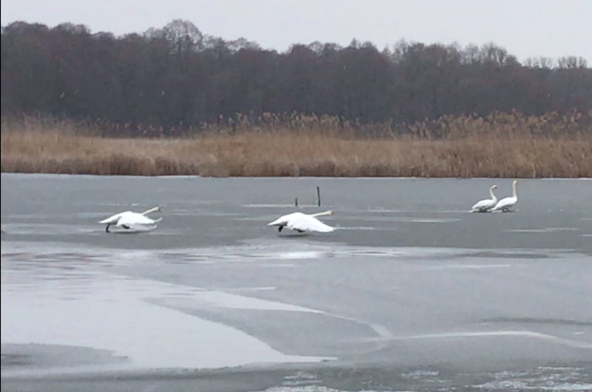 На озере под Киевом ко льду примерзли лебеди