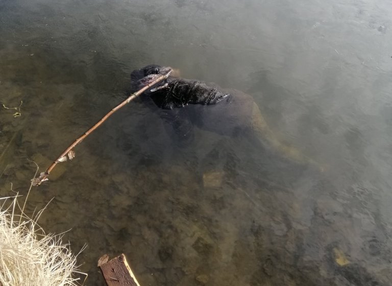 В Боярке из озера вытащили мертвую женщину