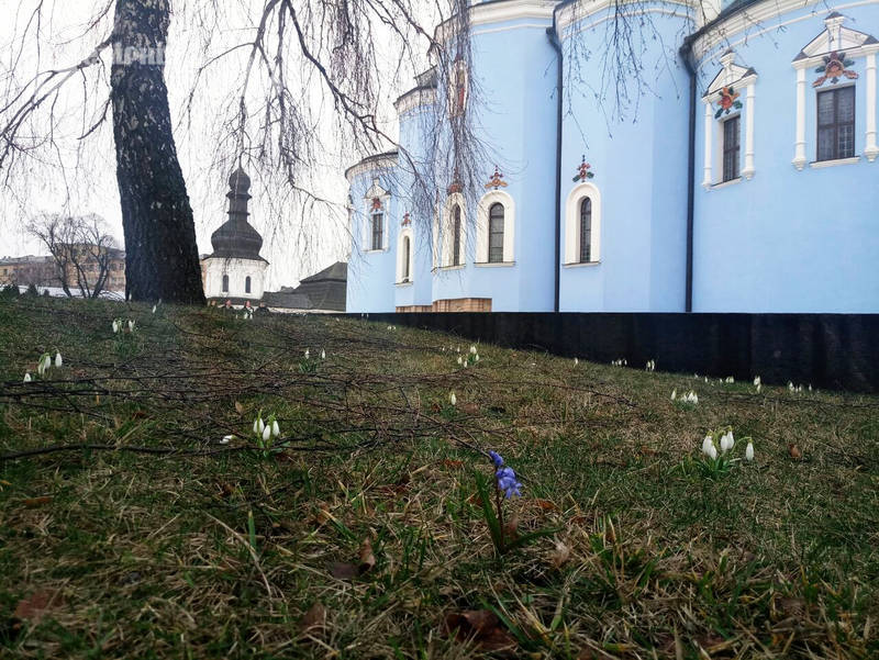 В центре Киева зацвели первоцветы