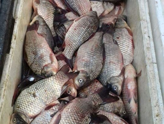 На столичном рынке изъяли рыбу