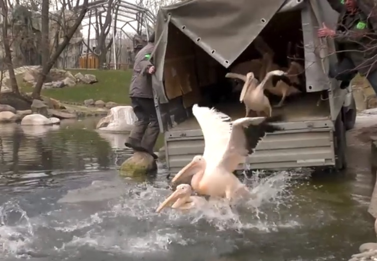 В зоопарке на озеро вернулись пеликаны (видео)