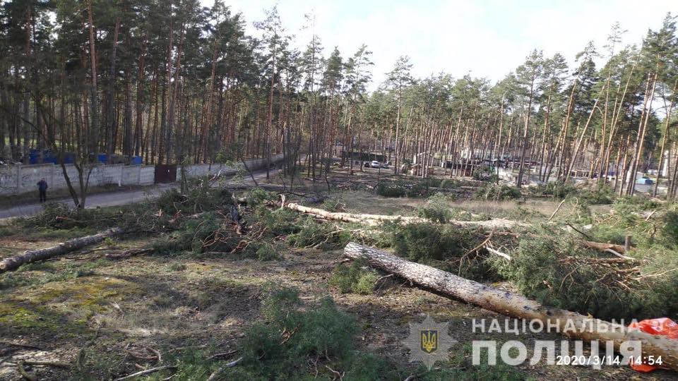 В Ирпене незаконно рубят лес
