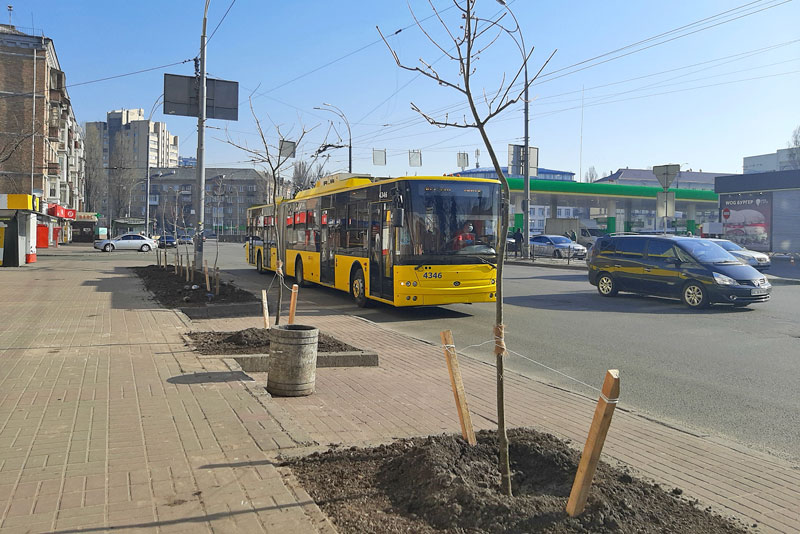В Киеве высаживают деревья